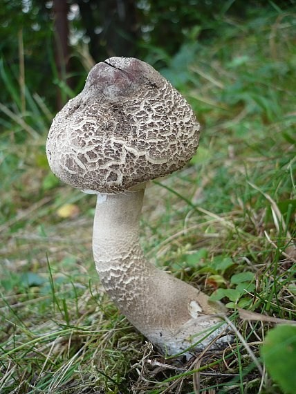 bedľa červenejúca ? Chlorophyllum rhacodes ? (Vittad.) Vellinga