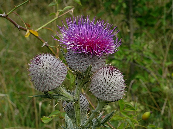 pichliač bielohlavý Cirsium eriophorum (L.) Scop.