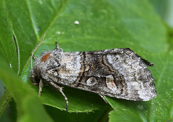 mora jagavková Cleoceris scoriacea