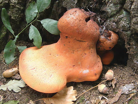 pstřeň dubový Fistulina hepatica (Schaeff.) With.