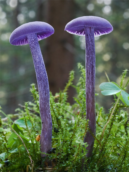 lakovka ametystová Laccaria amethystina (Huds.) Cooke