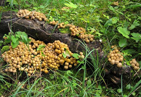 prášnica hruškovitá Lycoperdon pyriforme Schaeff.