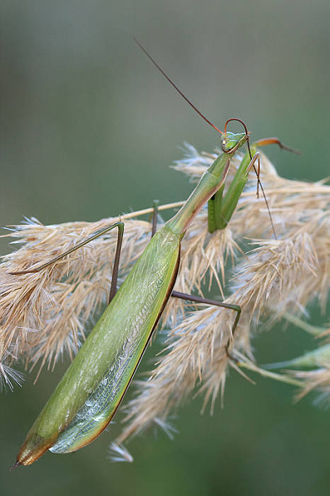 modlivka zelená Mantis religiosa