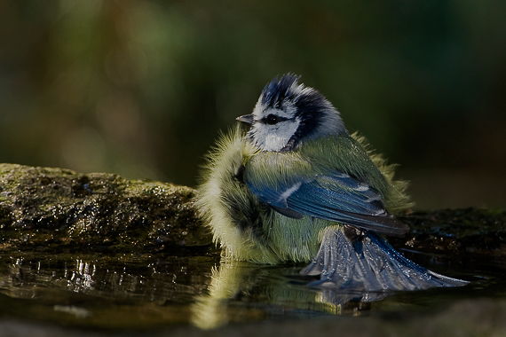 sýkorka belasá Parus caeruleus