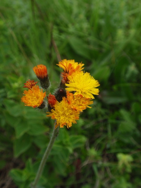 chlpánik oranžový Pilosella aurantiaca (L.) F. W. Schultz et Sch. Bip.