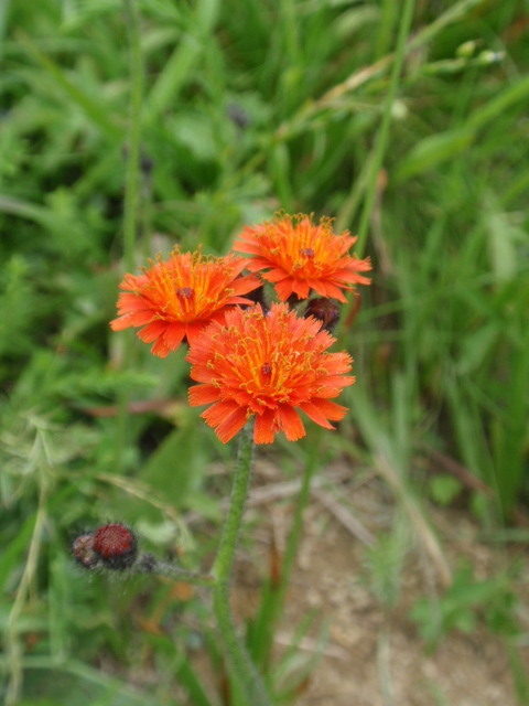 chlpánik oranžový Pilosella aurantiaca (L.) F. W. Schultz et Sch. Bip.