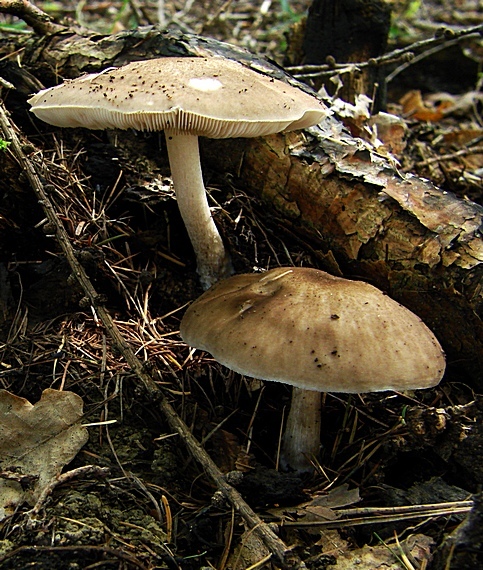 štítovka jelenia Pluteus cervinus (Schaeff.) P. Kumm.