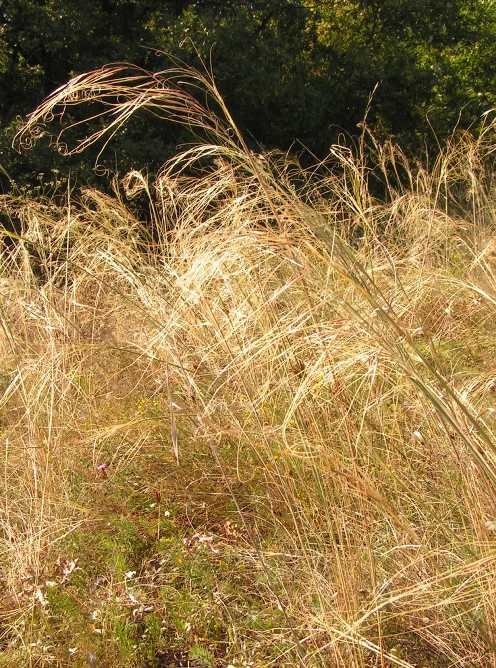 kavyľ vláskovitý Stipa capillata L.