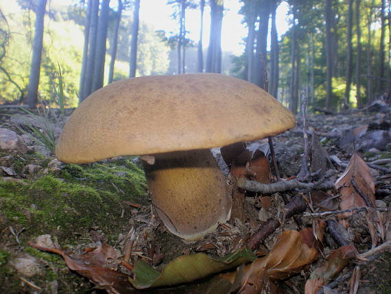 hríb zrnitohlúbikový Sutorius luridiformis (Rostk.) G. Wu & Zhu L. Yang