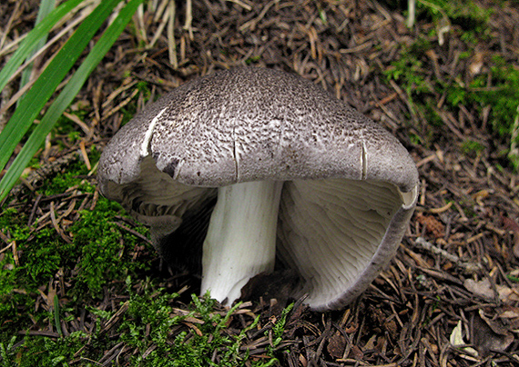 čírovka pýrivá Tricholoma basirubens (Bon) A. Riva & Bon