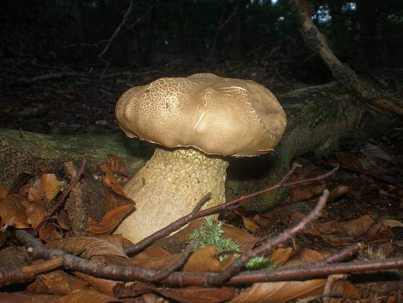 podhríb žlčový Tylopilus felleus (Bull.) P. Karst.