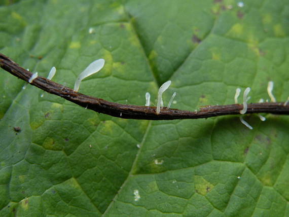 piestovka stonková Typhula uncialis (Grev.) Berthier