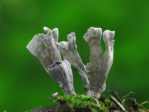 drevnatec parohatý Xylaria hypoxylon (L.) Grev.