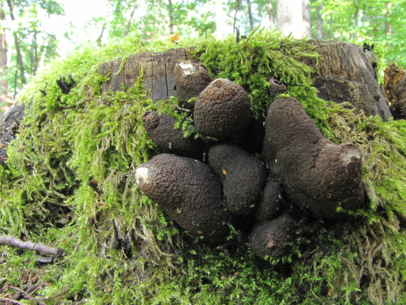 drevnatec kyjakovitý Xylaria polymorpha (Pers.) Grev.