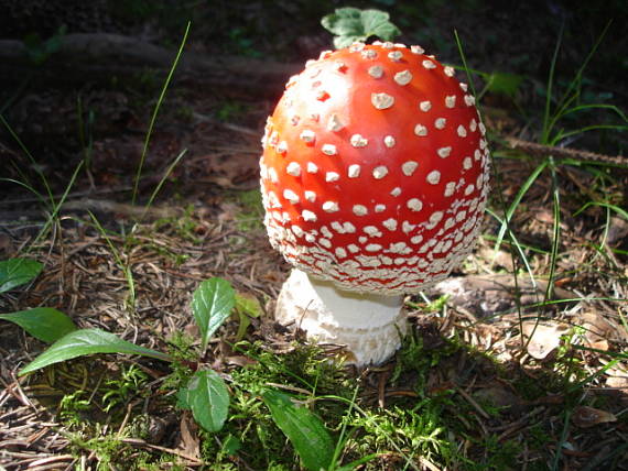 muchotrávka červená Amanita muscaria (L.) Lam.