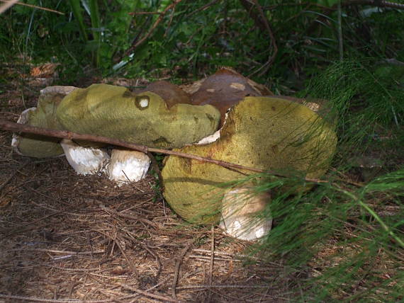 hríb smrekový Boletus edulis Bull.