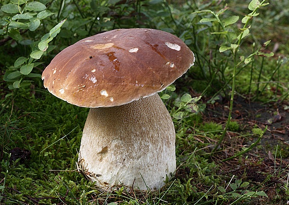 hríb smrekový Boletus edulis Bull.