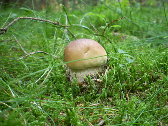 hríb smrekový Boletus edulis Bull.