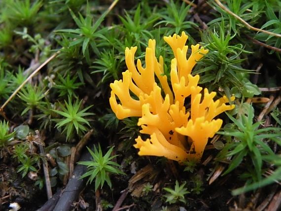 parôžkovec lepkavý Calocera viscosa (Pers.) Fr.