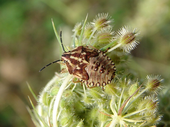 bzdocha Carpocoris pudicus