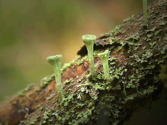 dutohlávka Cladonia sp.