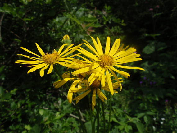 kamzičník rakúsky Doronicum austriacum Jacq.