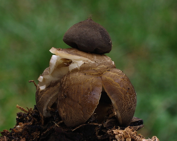 hviezdovka klenbová Geastrum fornicatum (Huds.) Hook.