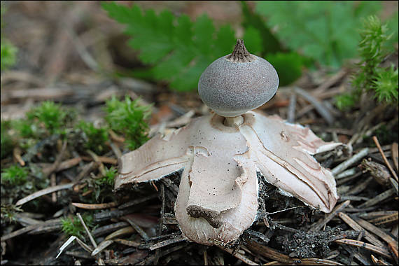 hviezdovka dlhokrčková Geastrum pectinatum Pers.