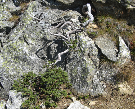 borievka alpínska Juniperus communis subsp. alpina