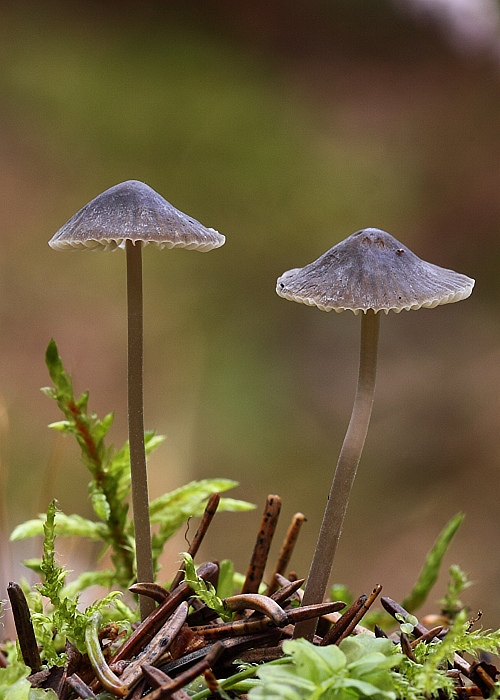 prilbička mliečna Mycena galopus (Pers.) P. Kumm.