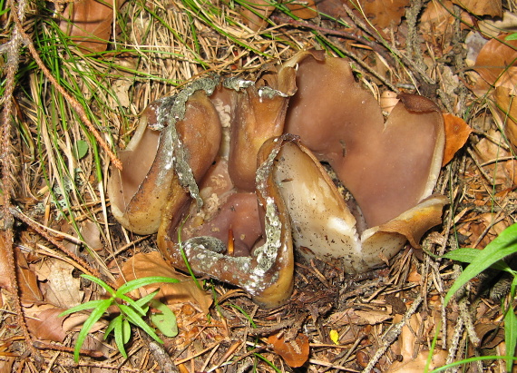 tulipánovka fialová Sarcosphaera coronaria (Jacq.) J. Schröt.