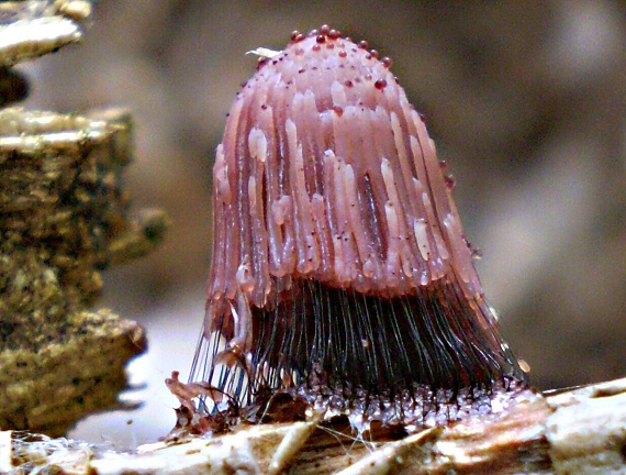 pazderka  Stemonitis sp.