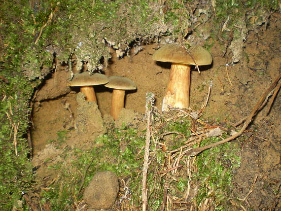 suchohríb Xerocomus sp.