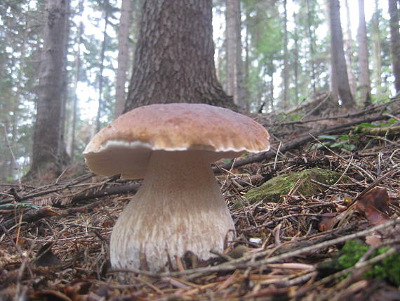 hríb smrekový Boletus edulis Bull.