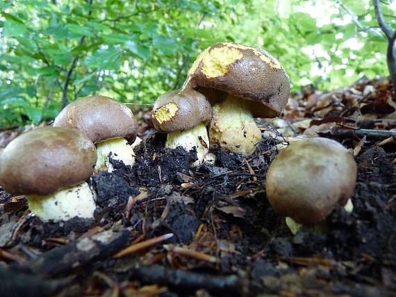 hríb príveskatý Butyriboletus appendiculatus (Schaeff. ex Fr.) Secr.