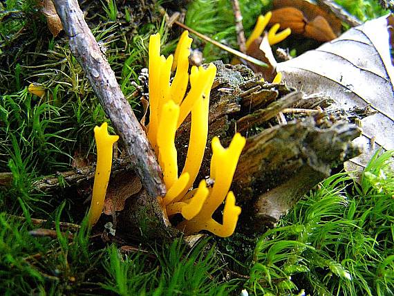 parôžkovec lepkavý Calocera viscosa (Pers.) Fr.