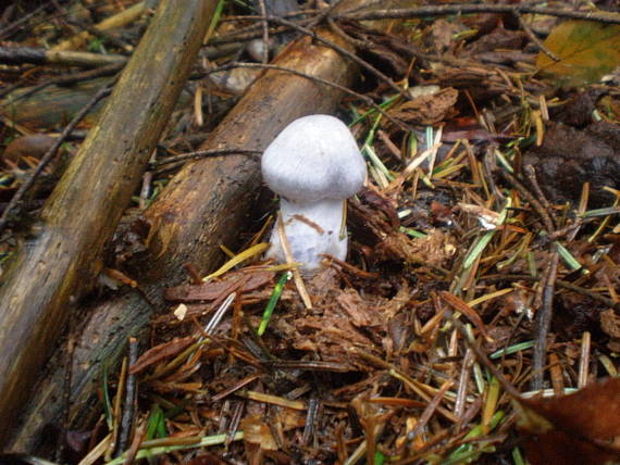 pavučinovec Cortinarius sp.