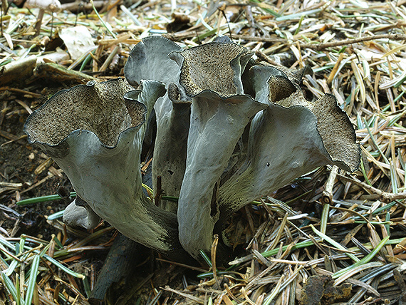 lievik trúbkovitý Craterellus cornucopioides (L.) Pers.