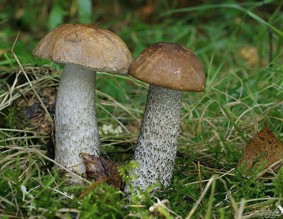 kozák brezový Leccinum scabrum (Bull.) Gray