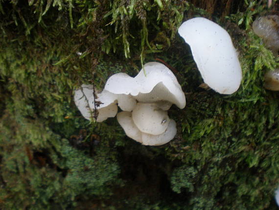 pajelenka želatínová Pseudohydnum gelatinosum (Scop.) P. Karst.