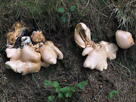 krásnopórovec ovčí Albatrellus ovinus (Schaeff.) Kotl. & Pouzar