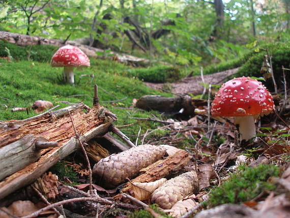 muchotrávka červená Amanita muscaria (L.) Lam.