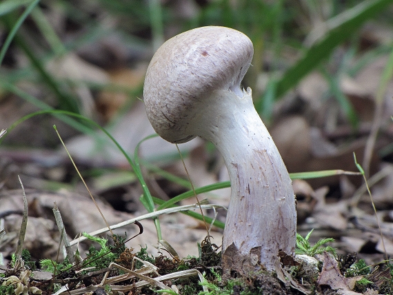 pavučinovec-pavučinec Cortinarius sp.