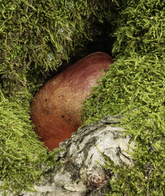 pečeňovec dubový Fistulina hepatica (Schaeff.) With.