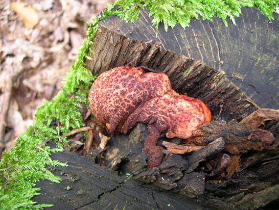 pečeňovec dubový Fistulina hepatica (Schaeff.) With.