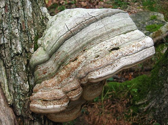 práchnovec kopytovitý Fomes fomentarius (L.) J.J. Kickx