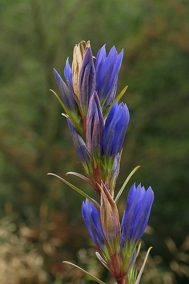 horec plúcny Gentiana pneumonanthe L.