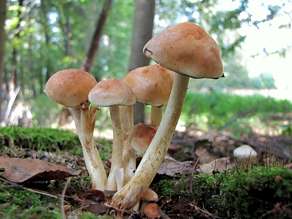 strapcovka zväzkovitá-třepenitka svazčitá Hypholoma fasciculare (Huds.) P. Kumm.