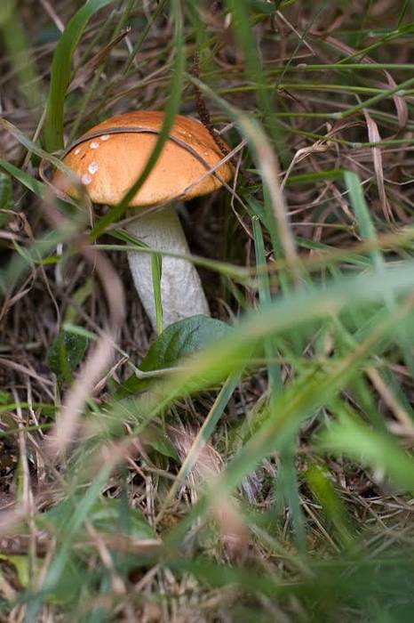 kozák osikový Leccinum albostipitatum den Bakker & Noordel.