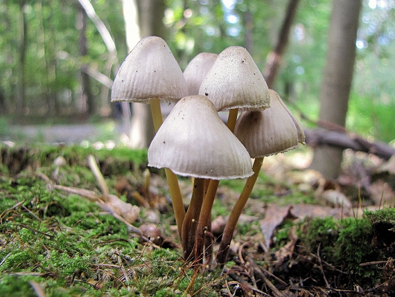 prilbička naklonená-helmovka leponohá  Mycena inclinata (Fr.) Quél.